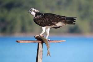 Àguila peixetera