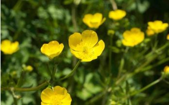 Excursió plantes Ferreries 2022