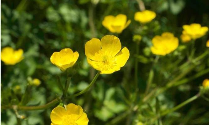 Excursió plantes Ferreries 2022